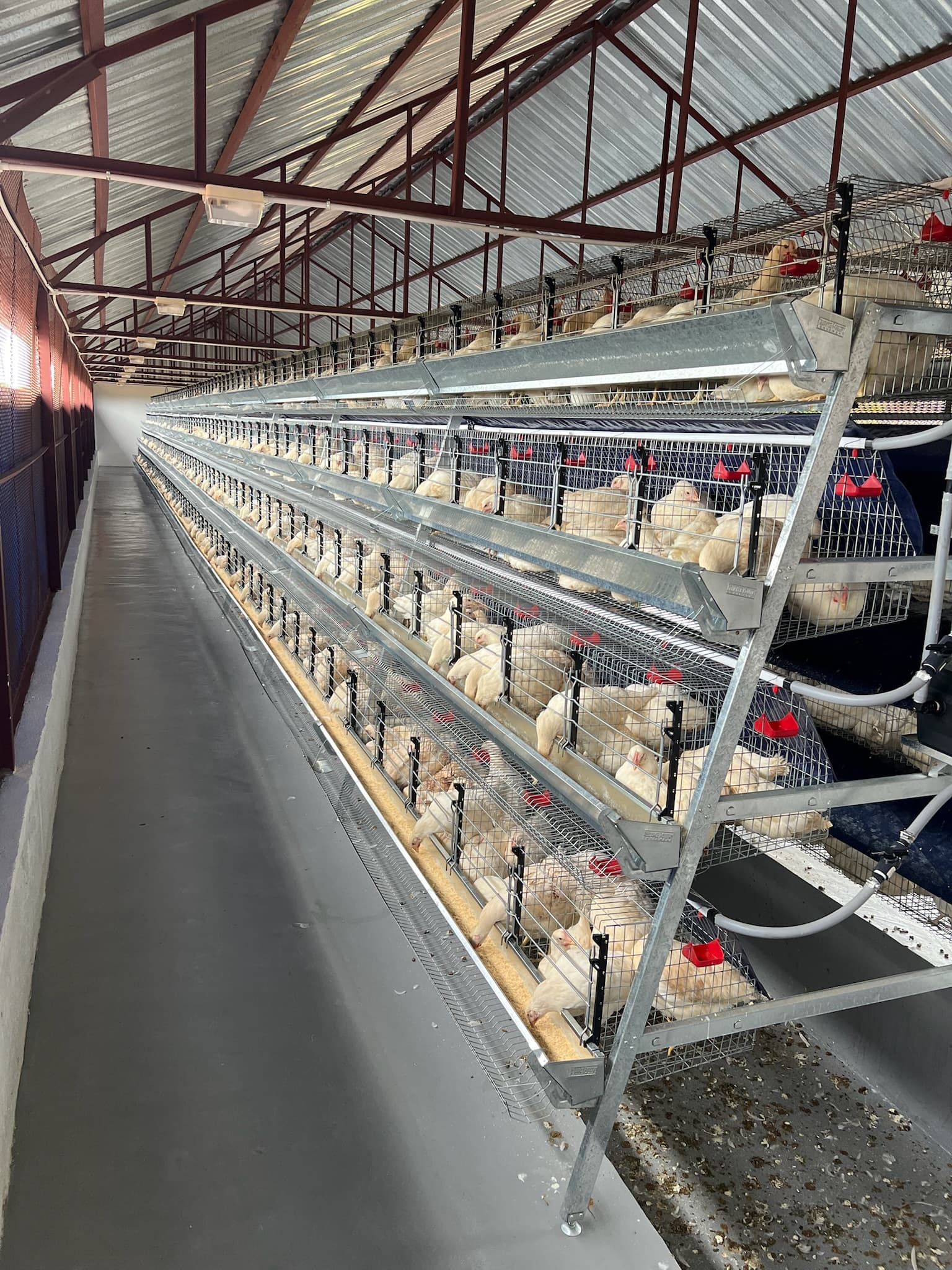 Broiler production