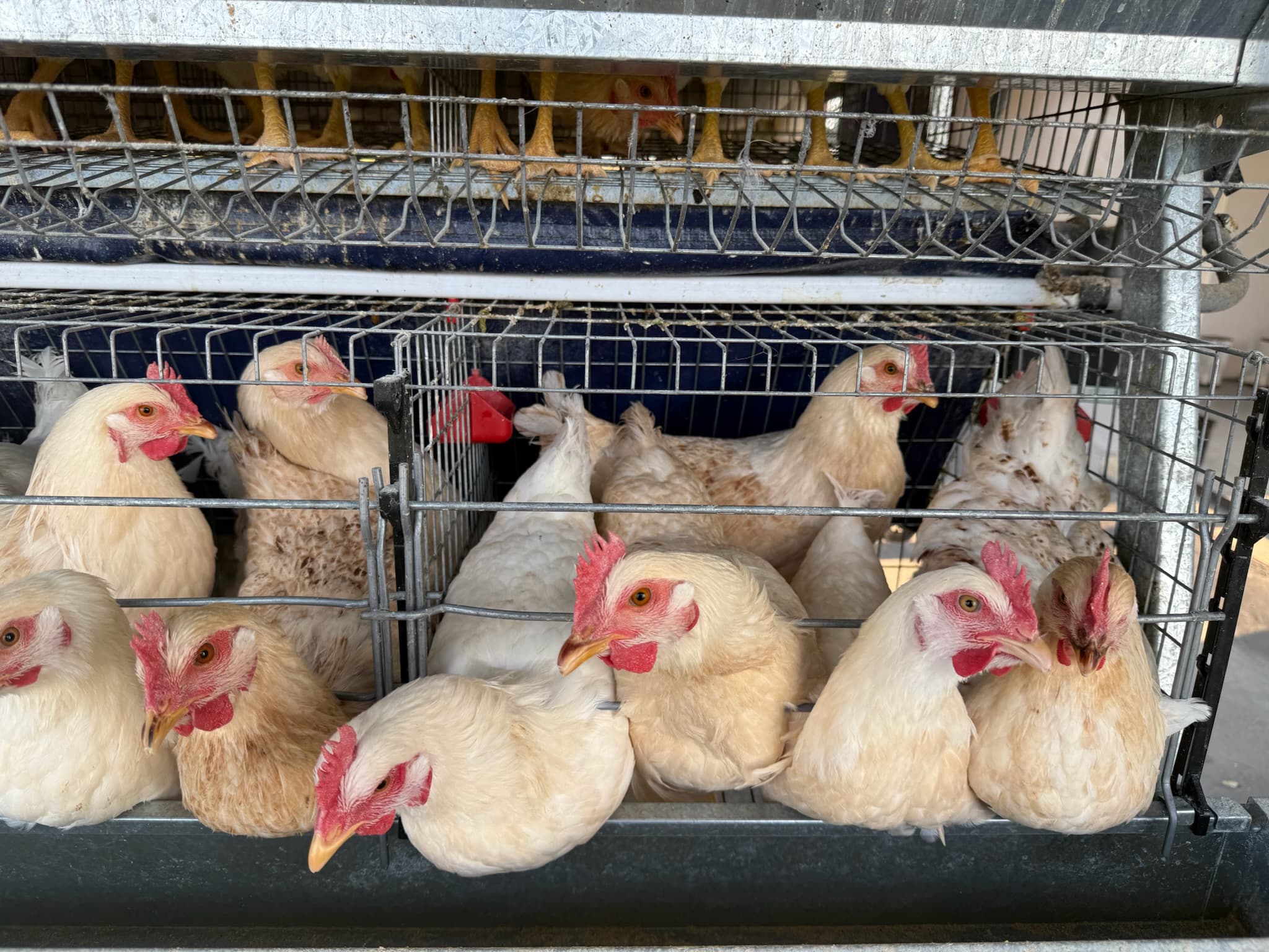Broiler chickens