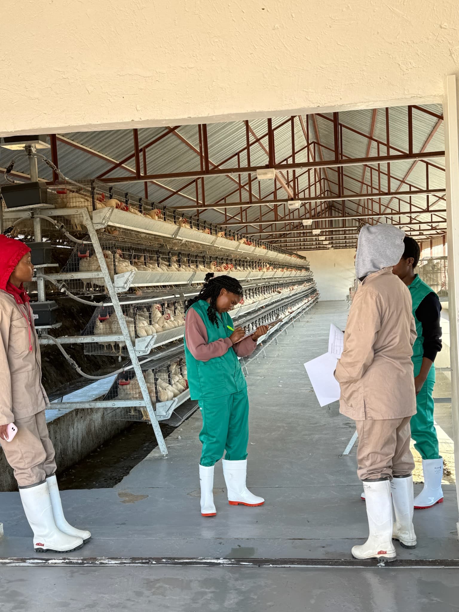 Mathebula Farm crates of eggs